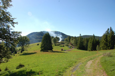 Fluegelginsterweide an der Oberen Stuhlsebene