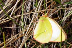 Hochmoor Gelbling